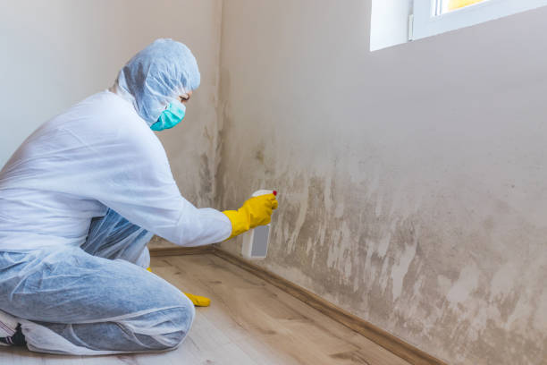 Licensed Mold Inspection service in Batavia, NY - WQB Mold Removal